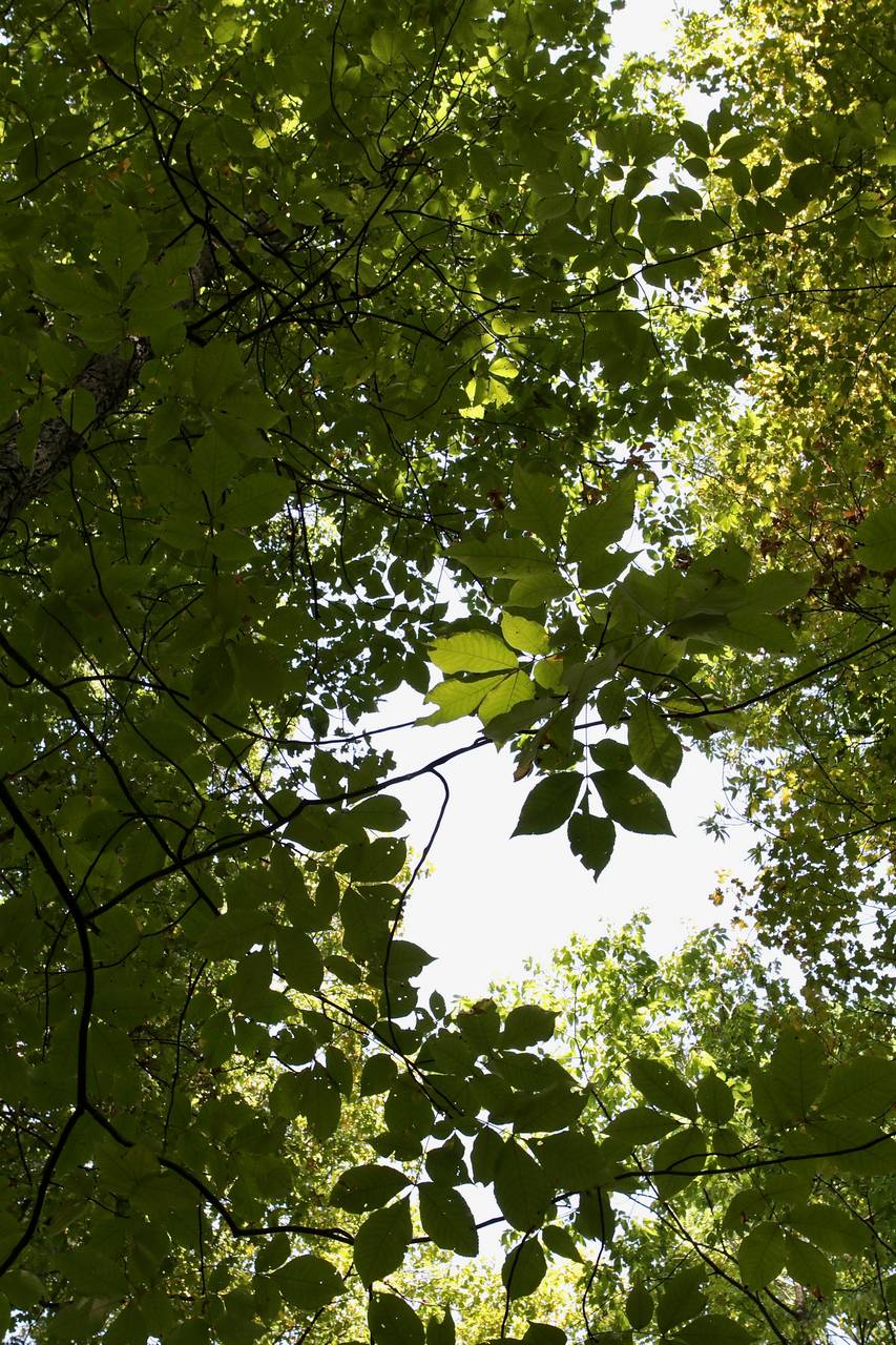 Photo of Laney's Hickory